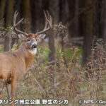 フォート・スネリング州立公園