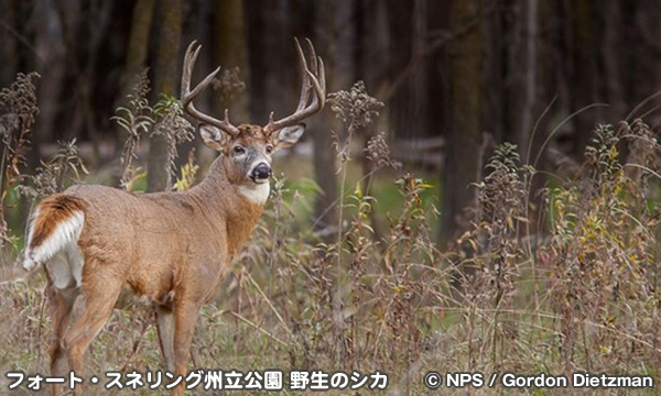 フォート・スネリング州立公園