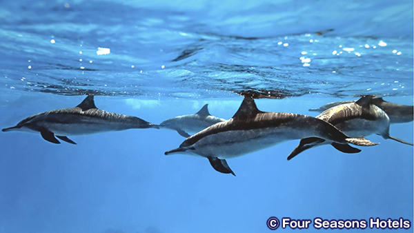 フロポエ ビーチ Hulopoe Beach