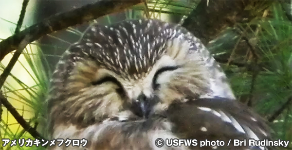 アメリカキンメフクロウ