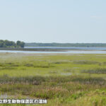 ライス レイク国立野生動物保護区 Rice Lake National Wildlife Refuge