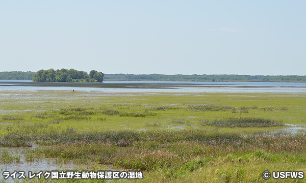 ライス レイク国立野生動物保護区　Rice Lake National Wildlife Refuge