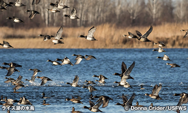 ライス レイク国立野生動物保護区　Rice Lake National Wildlife Refuge