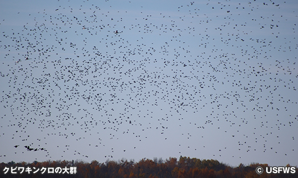 ライス レイク国立野生動物保護区　Rice Lake National Wildlife Refuge