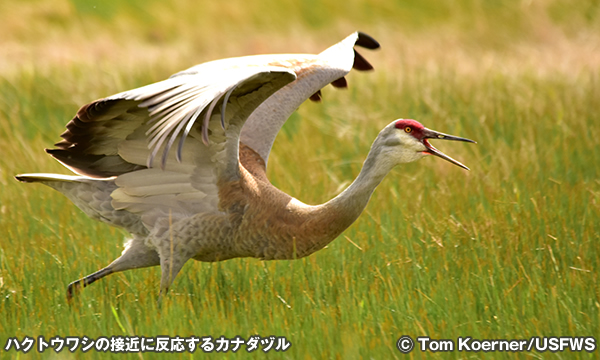 クレーン・メドーズ国立野生動物保護区　Crane Meadows National Wildlife Refuge