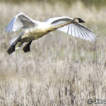 シェアバーン国立野生動物保護区 Sherburne National Wildlife Refuge