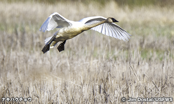 シェアバーン国立野生動物保護区　Sherburne National Wildlife Refuge