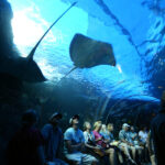 マウイ オーシャン センター Maui Ocean Center