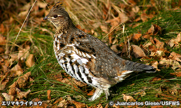 ruffed_grouse_at_Rydell_NWR-01