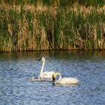 ライデル国立野生動物保護区 Rydell National Wildlife Refuge