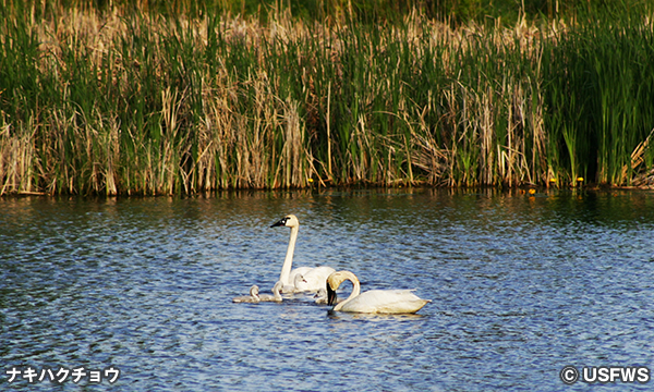 ライデル国立野生動物保護区　Rydell National Wildlife Refuge