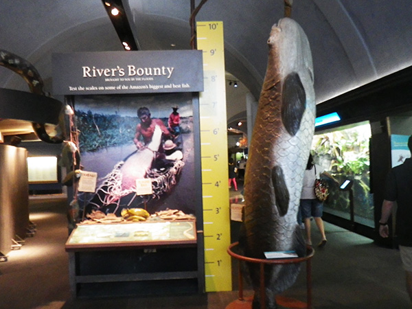 シェッド水族館