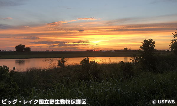 ビッグ・レイク国立野生動物保護区 Big Lake National Wildlife Refuge