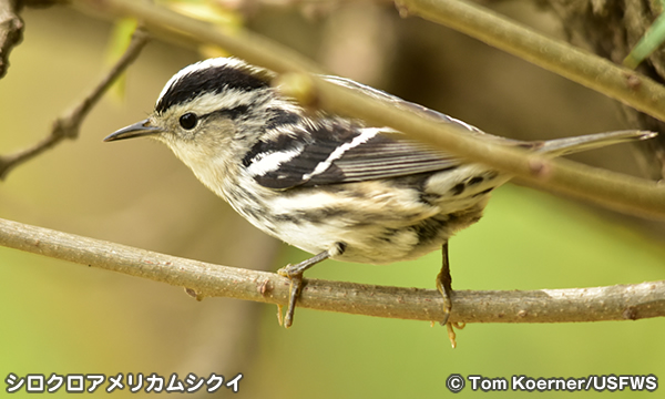 新熱帯区の鳴鳥