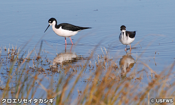 シギ・チドリ