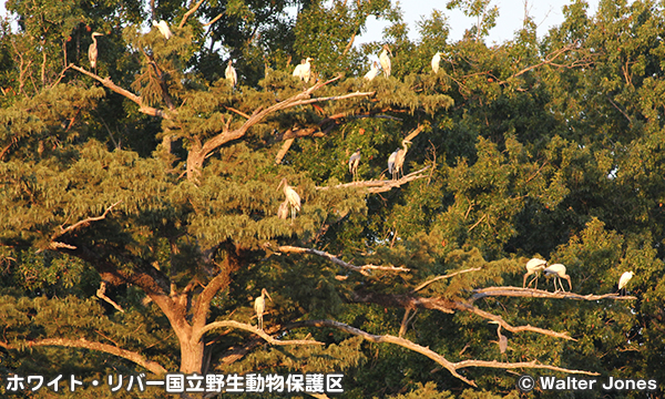 ホワイト・リバー国立野生動物保護区
Dale Bumpers White River National Wildlife Refuge