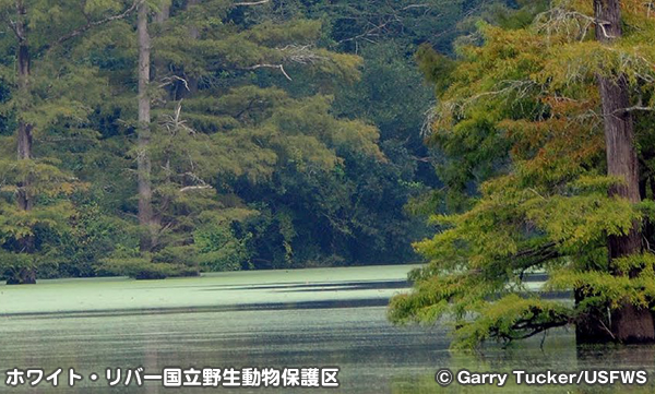 ホワイト・リバー国立野生動物保護区
Dale Bumpers White River National Wildlife Refuge