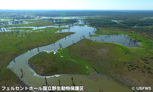 フェルセントホール国立野生動物保護区 Felsenthal National Wildlife Refuge