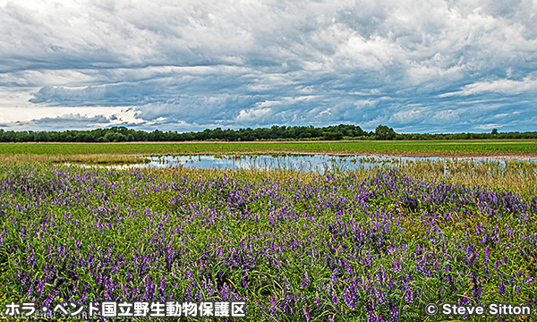 ホラ・ベンド国立野生動物保護区 Holla Bend National Wildlife Refuge