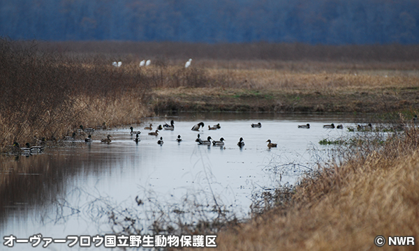 オーヴァーフロウ国立野生動物保護区 Overflow National Wildlife Refuge
