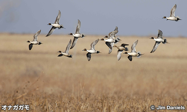 ボールド・ノブ国立野生動物保護区 Bald Knob National Wildlife Refuge