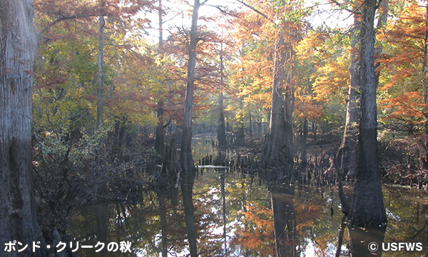 ポンド・クリーク国立野生動物保護区 Pond Creek National Wildlife Refuge