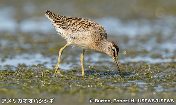 アメリカオオハシシギ