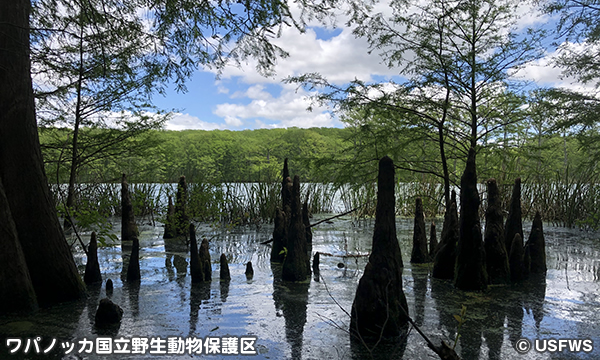 ワパノッカ国立野生動物保護区 Wapanocca National Wildlife Refuge
