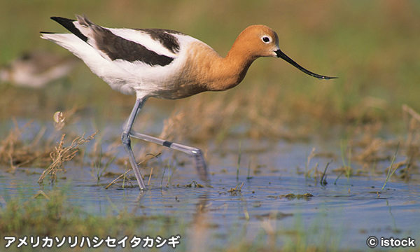 ソリハシセイタカシギ