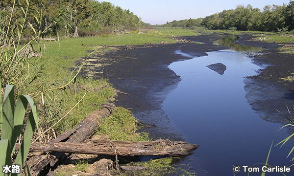 バイユー・ソヴァージュ・アーバン国立野生動物保護区