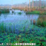 ビッグ・ブランチ・マーシュ国立野生動物保護区