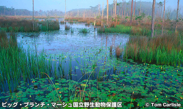 ビッグ・ブランチ・マーシュ国立野生動物保護区