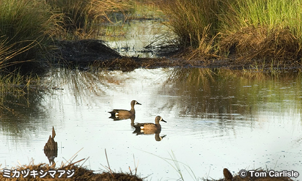 ミカヅキシマアジ