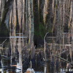 バイユー・ココドリー国立野生動物保護区