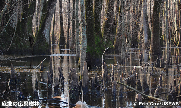 バイユー・ココドリー国立野生動物保護区