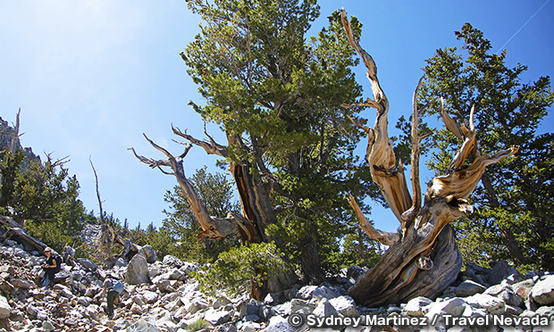 ブリストルコーン・アルパインレイクス・トレイル　Bristlecone/Alpine Lakes Trail