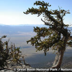 ブリストルコーン・パイン　Bristlecone Pine