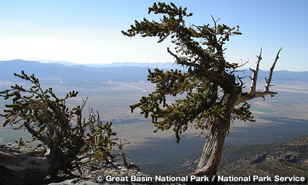 ブリストルコーン・パイン　Bristlecone Pine