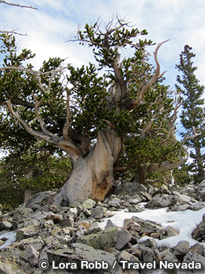 ブリストルコーン・パイン　Bristlecone Pine