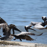 カッショクペリカン