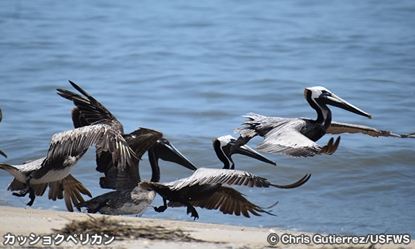 カッショクペリカン