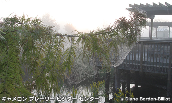 キャメロン・プレイリー国立野生動物保護区