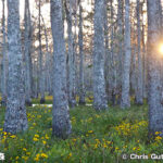 バイユー・テケ国立野生動物保護区 Bayou Teche National Wildlife Refuge