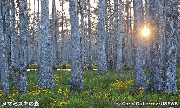 バイユー・テケ国立野生動物保護区　Bayou Teche National Wildlife Refuge