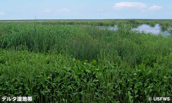 デルタ国立野生動物保護区 Delta National Wildlife Refuge