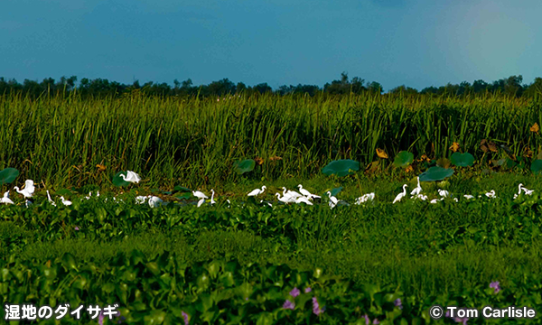 マンダレー国立野生生物保護区