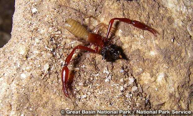 スードウ・スコーピオン（Pseudoscorpion）