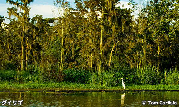 バイユー・テケ国立野生動物保護区