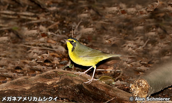 メガネアメリカムシクイ