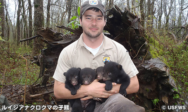 ルイジアナクロクマの存続を支援